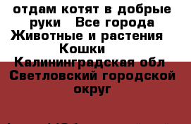 отдам котят в добрые руки - Все города Животные и растения » Кошки   . Калининградская обл.,Светловский городской округ 